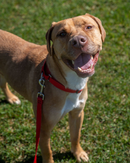 Zeus (Pumpkin)