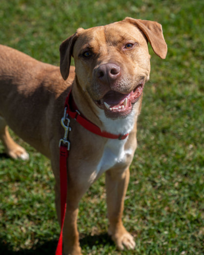 Zeus (Pumpkin)