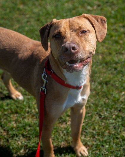 Zeus (Pumpkin)