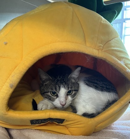 Mrs. Puff