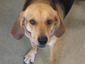 Pandora, Adult Female Hound