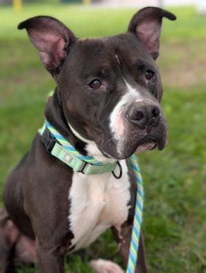 Sesame, Adult Male Mixed Breed