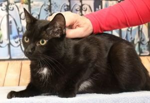 Sheila, Adult Female Domestic Short Hair