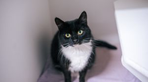 Abby, Adult Female Domestic Short Hair