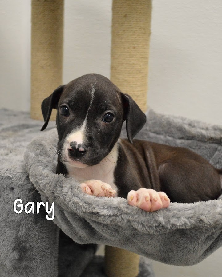 Gary