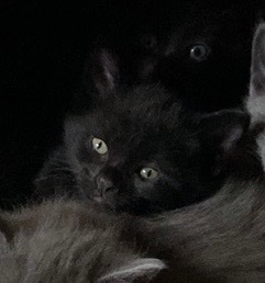 Figaro, an adoptable Domestic Medium Hair in Grand Rapids, MN, 55744 | Photo Image 1