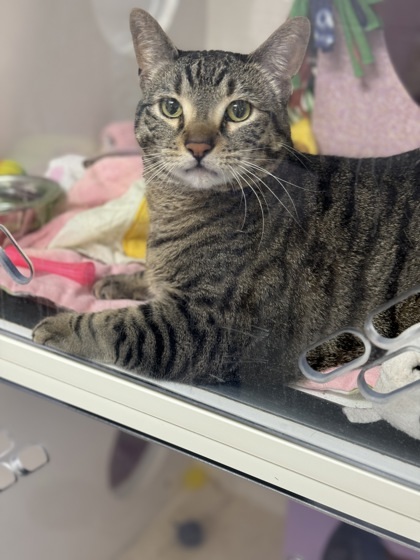 Fozzy Bear Sparkles, an adoptable Domestic Short Hair in Gwinn, MI, 49841 | Photo Image 1