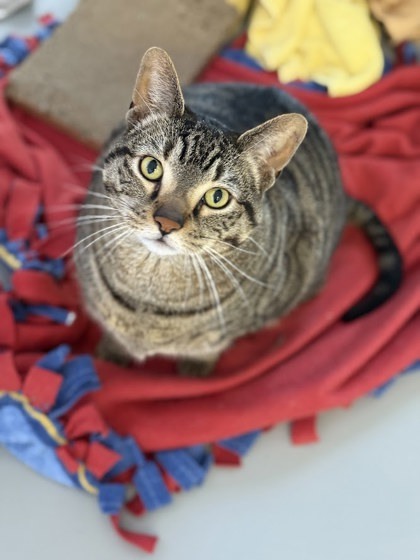 Fozzy Bear Sparkles, an adoptable Domestic Short Hair in Gwinn, MI, 49841 | Photo Image 1