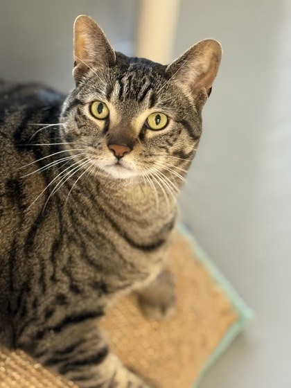 Fozzy Bear Sparkles, an adoptable Domestic Short Hair in Gwinn, MI, 49841 | Photo Image 2