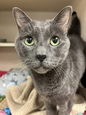 Nala, Senior Female Domestic Short Hair