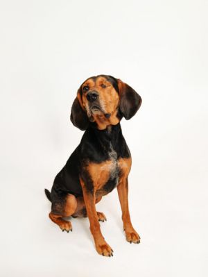 Meet Pablo Copper the sweetest boy He would make a wonderful adventure buddy and would be a great 