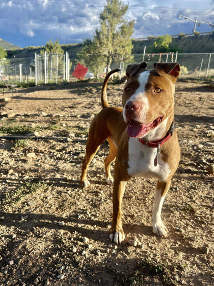 Elton, an adoptable Pit Bull Terrier, Mixed Breed in Durango, CO, 81301 | Photo Image 1