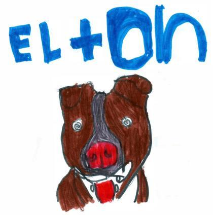 Elton, an adoptable Pit Bull Terrier, Mixed Breed in Durango, CO, 81301 | Photo Image 2