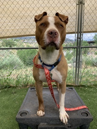 Elton, an adoptable Pit Bull Terrier, Mixed Breed in Durango, CO, 81301 | Photo Image 3
