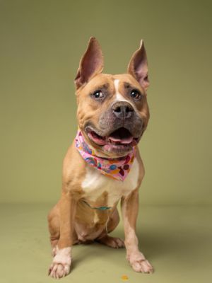Mona, Adult Female Pit Bull Terrier
