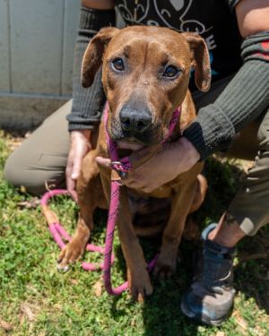 Banksy is a beautiful looking boy 2 years old and 43 lbs We dont know what happened to him to