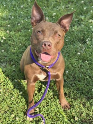 Josephine, Adult Female Pit Bull Terrier