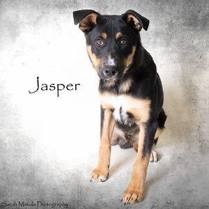 Jasper