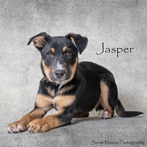 Jasper, an adoptable Mixed Breed in Ruidoso, NM, 88345 | Photo Image 3