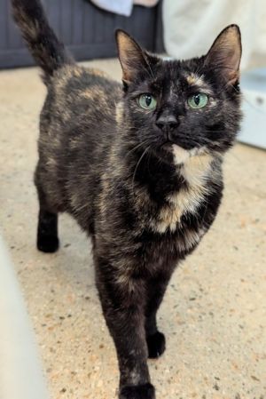 Florah, Adult Female Domestic Short Hair