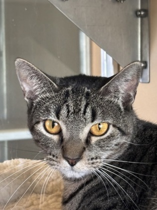 Evie, an adoptable Domestic Short Hair in Leander, TX, 78641 | Photo Image 1