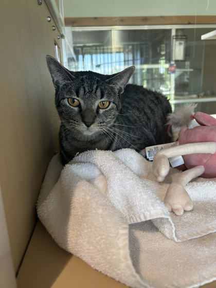 Evie, an adoptable Domestic Short Hair in Leander, TX, 78641 | Photo Image 2