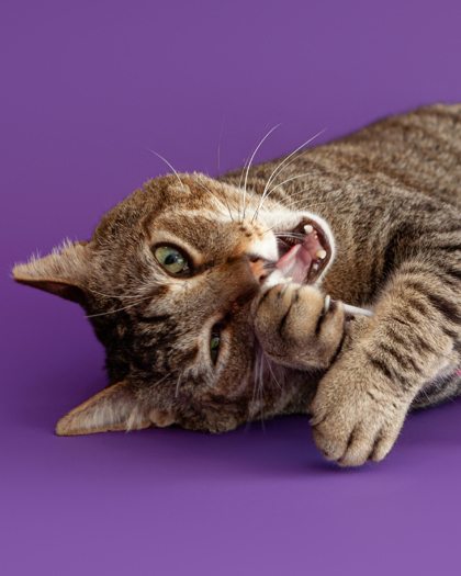Roberto, an adoptable Domestic Short Hair in Leander, TX, 78641 | Photo Image 1