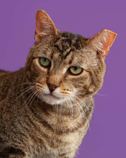 Roberto, an adoptable Domestic Short Hair in Leander, TX, 78641 | Photo Image 2