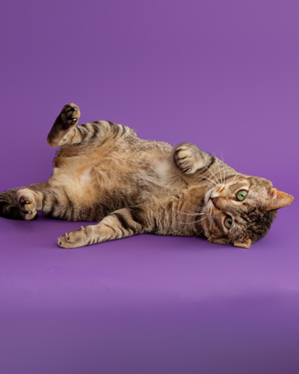 Roberto, an adoptable Domestic Short Hair in Leander, TX, 78641 | Photo Image 3