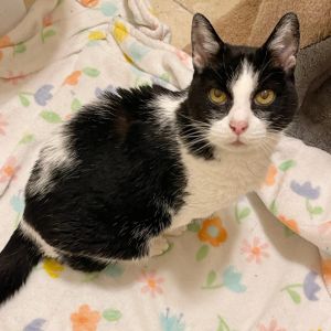 Hi there Im Oreo--a nine-year-old beauty with a heart full of love and golden eyes that have seen 