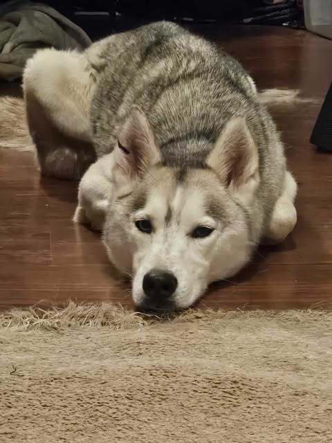 Maya