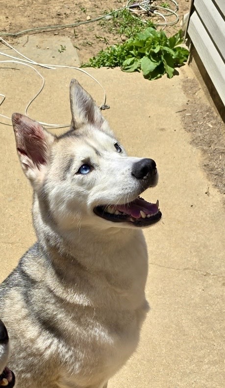 Maya
