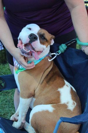 Akia, Adult Female Mixed Breed