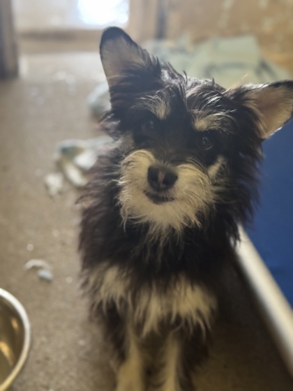 Finley