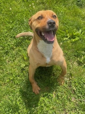 Mickey, Adult Male Mixed Breed