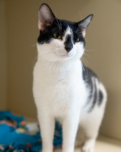 Oreo