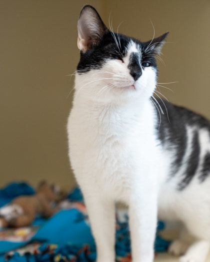 Oreo