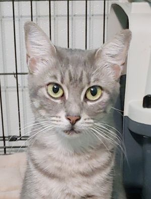 Lady, Adult Female Domestic Short Hair