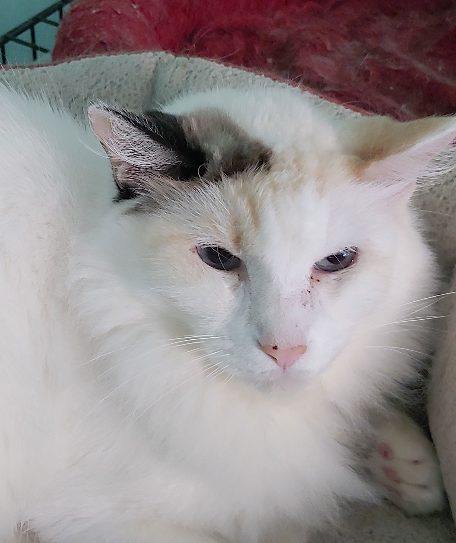 Sweet Pea