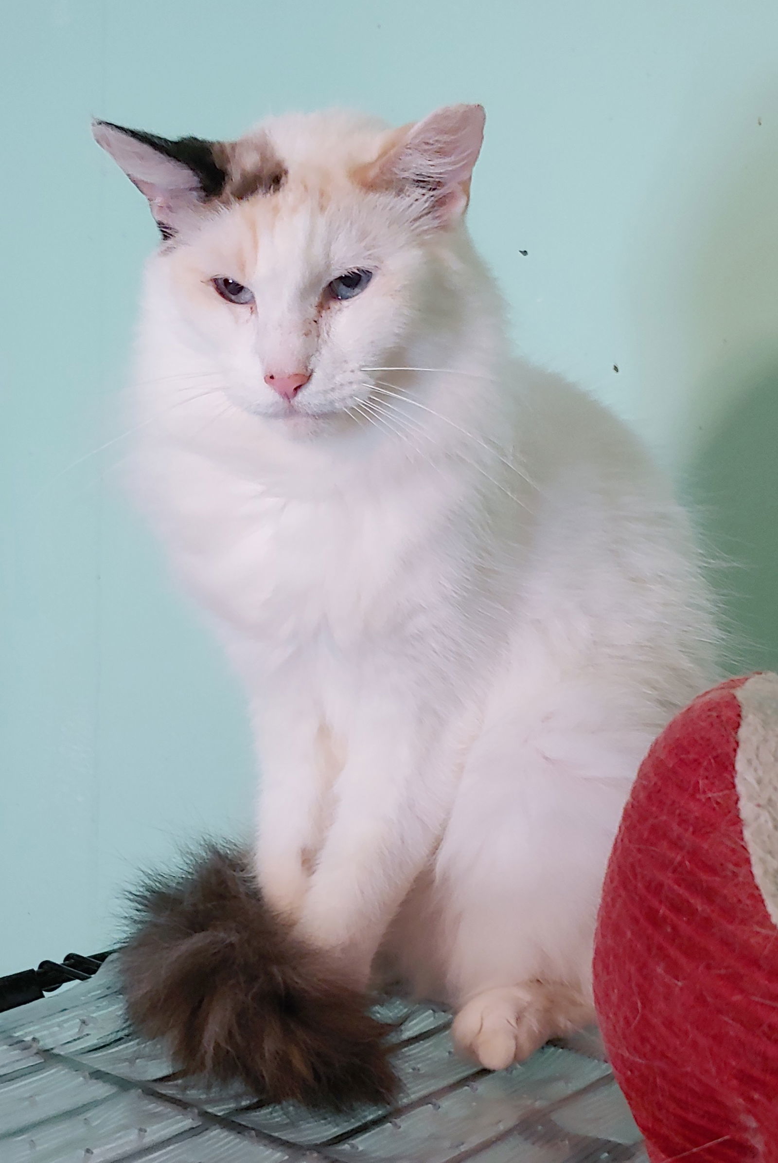 Sweet Pea