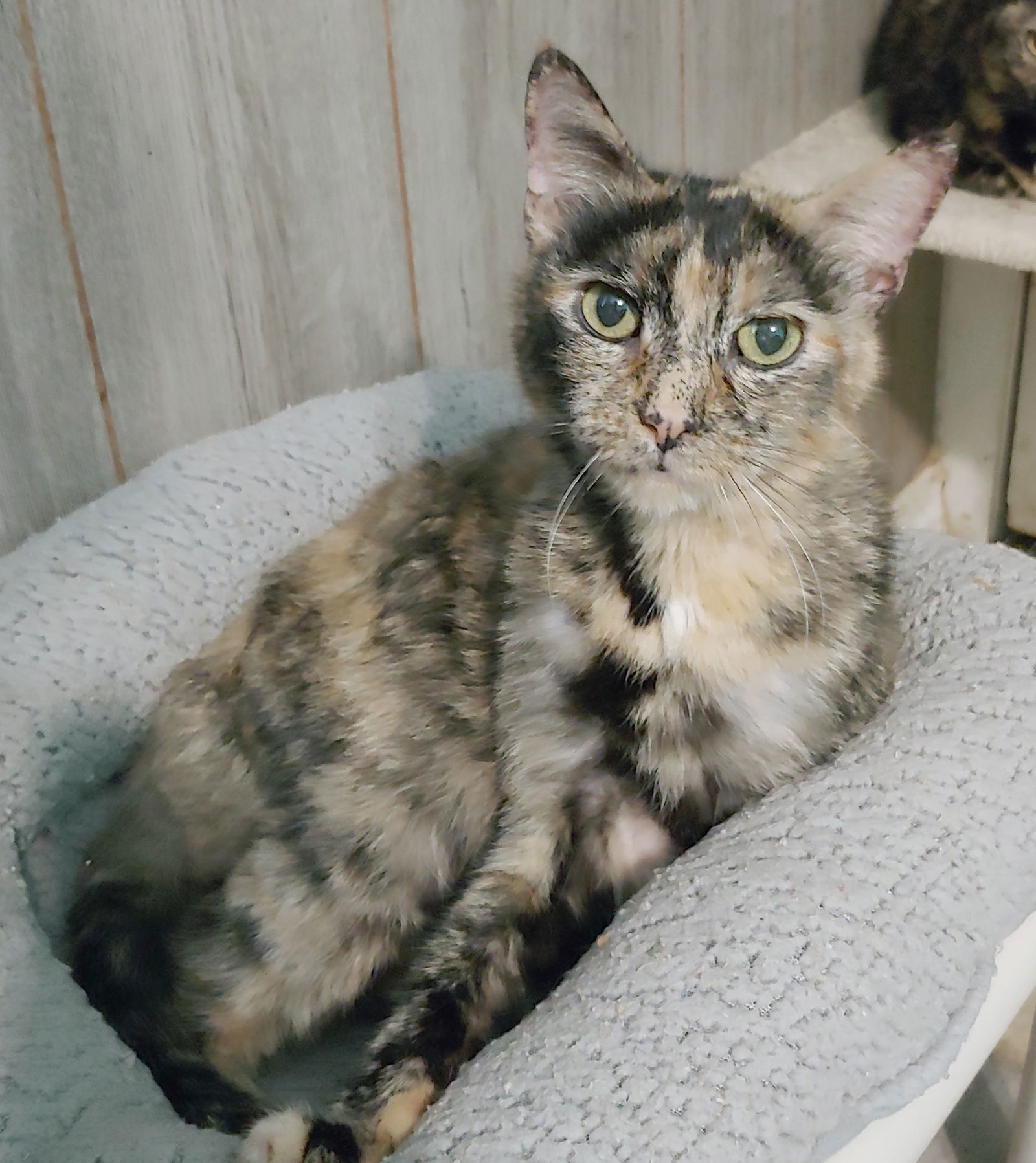 Mama Tortie