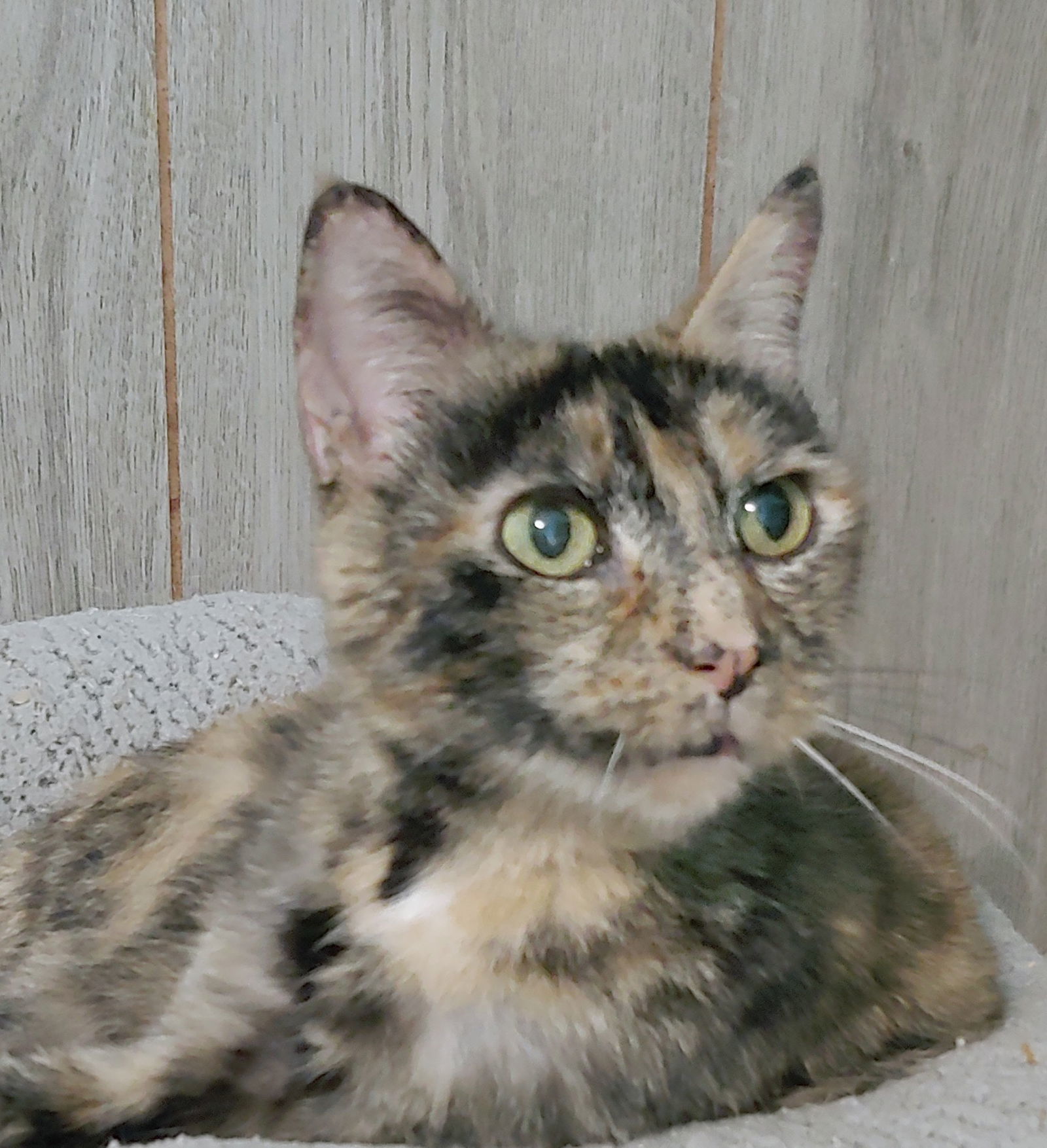 Mama Tortie