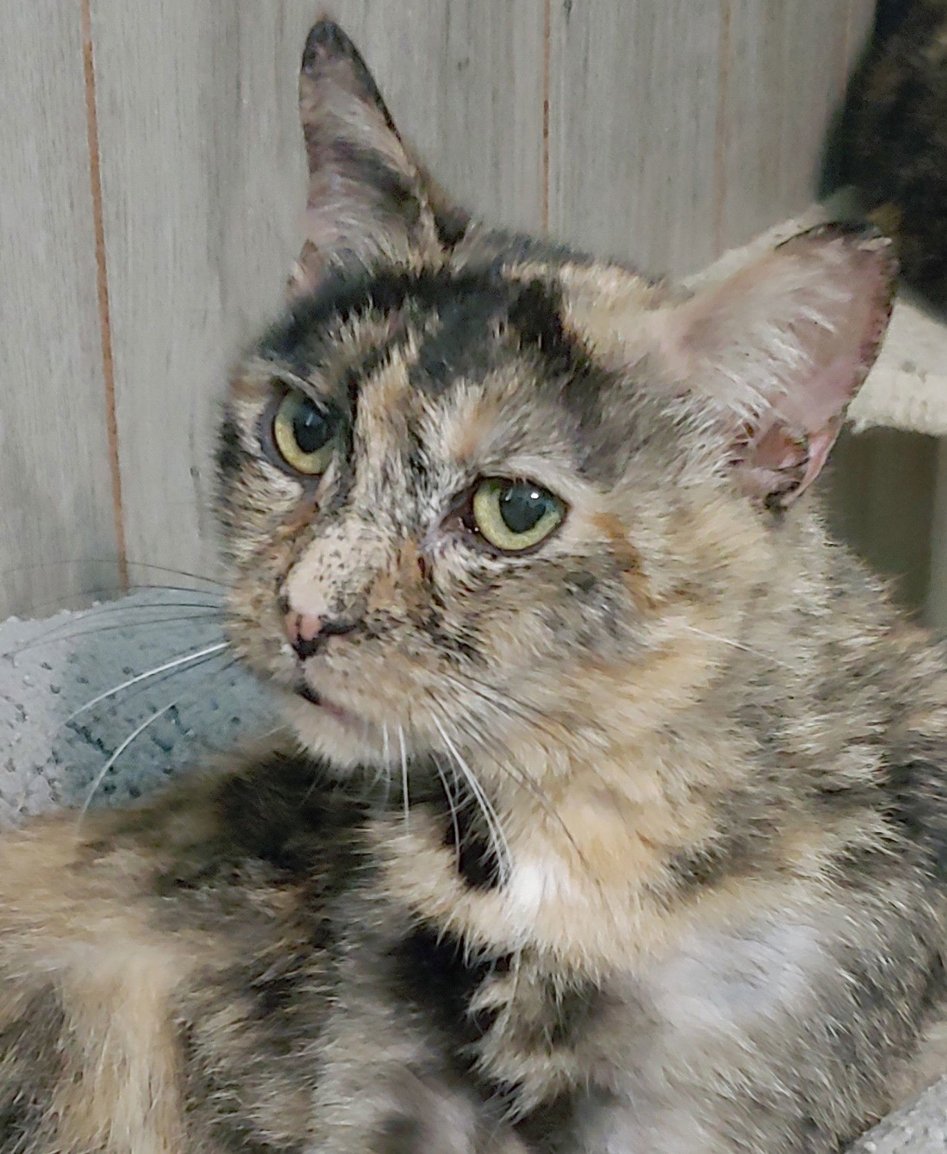 Mama Tortie