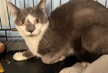 Scoot, an adoptable Domestic Short Hair in Pendleton, OR, 97801 | Photo Image 1