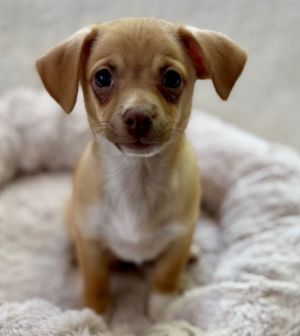 All of our dogs are spayedneutered shots current DHPP Bordetella and Rabies where applicable d