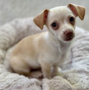 All of our dogs are spayedneutered shots current DHPP Bordetella and Rabies where applicable d