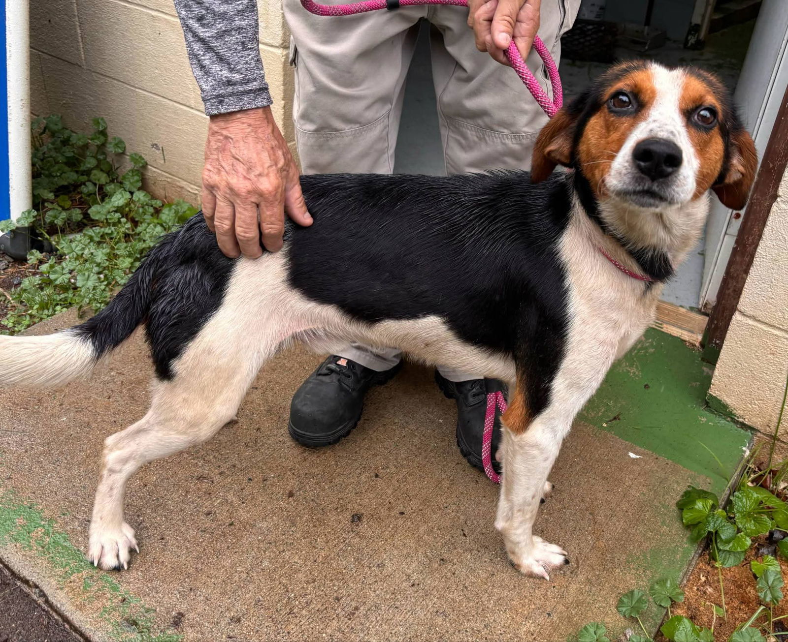 Sterling - At shelter available 5/18