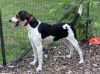 Sterling: At the shelter photo 1