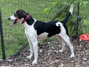 Sterling: At the shelter, Adult Male Hound