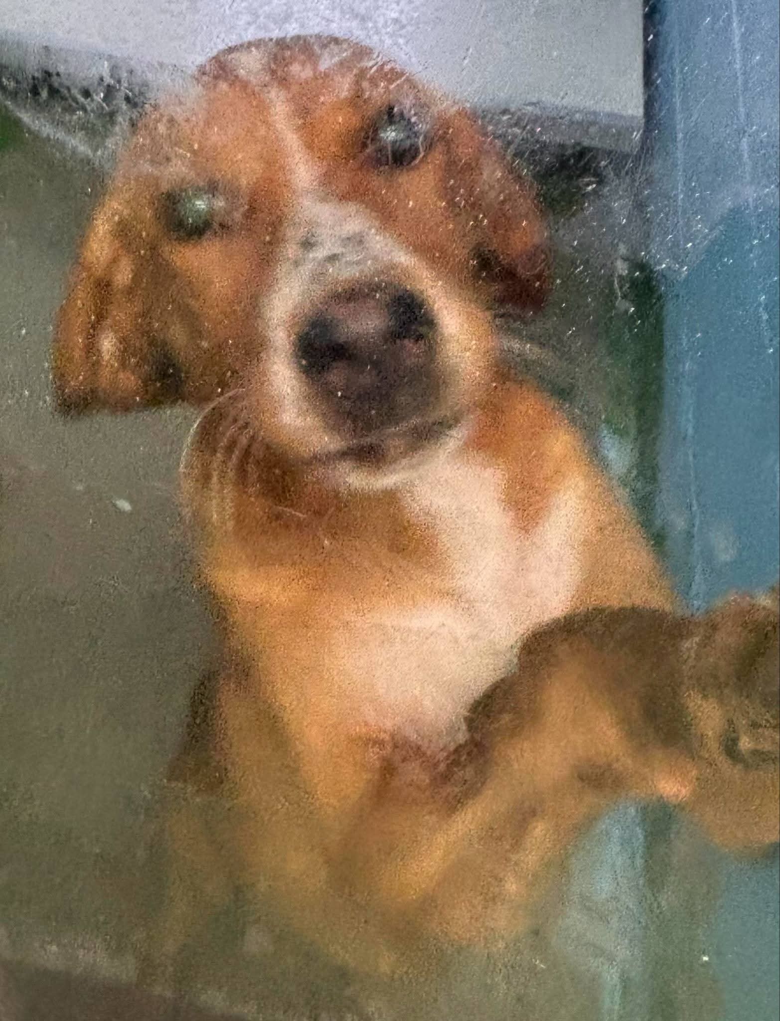 Augustus "Auggie:" At shelter